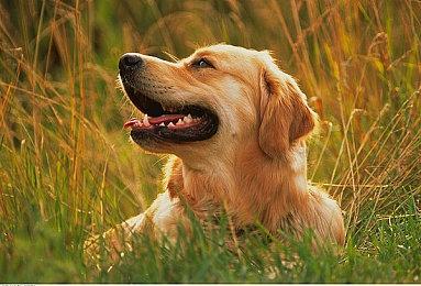 CDPR正积极开发《巫师：重制版》 与《巫师4》同步开发